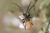 Stictoleptura rubra